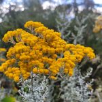 Clustered Everlasting 1 | wawa biik