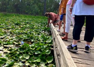 Guide and guests walking on Boardwalk overlooking water lillies