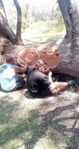 Uncle Mick and son scarring a tree for the Great Vic Rail Trail project