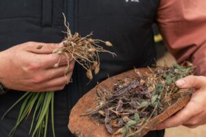 Bush tucker served in a daanak