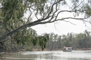Tahbilk wetlands