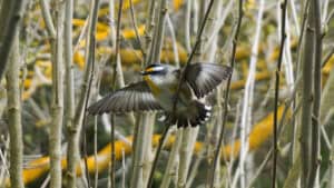 birdlife at Tahbilk wetlands