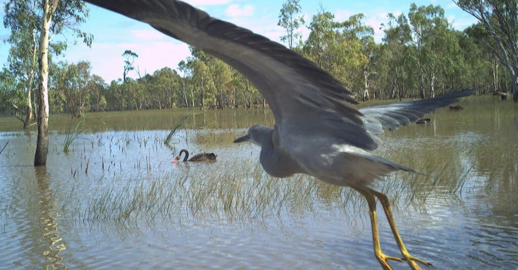 image of brolga flying