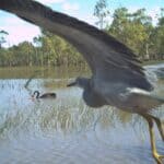 image of brolga flying