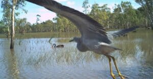 image of brolga flying