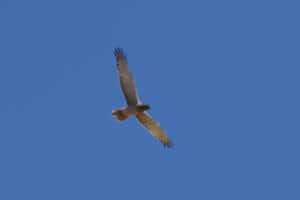 eagle