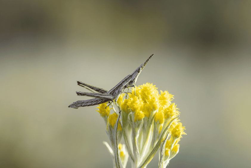 Keys Matchstick Grasshopper