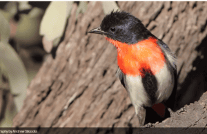 mistletoe bird from Birdlife Australia