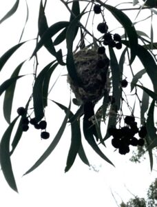 image of weebill nest in tree