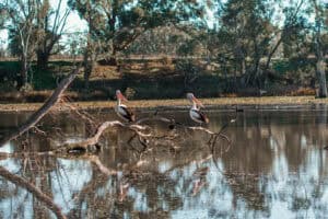 Tahbilk birdlife