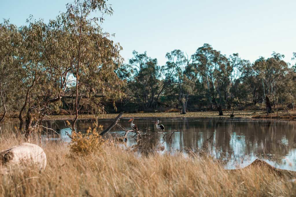 pelicans at wetland sof tahbikl