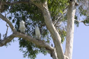 white-bellied SEa EAgle