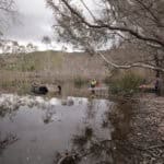 Setting up a turtle island on Taungurung Country