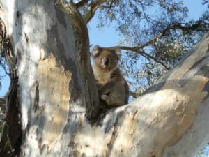 koala in tree at Tahbilk