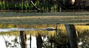 Tahbilk wetlands - bird on water