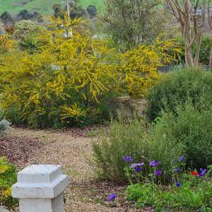 photo of wattle in the garden