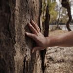 hand touching the tree