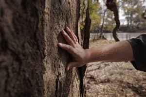 hand touching the tree
