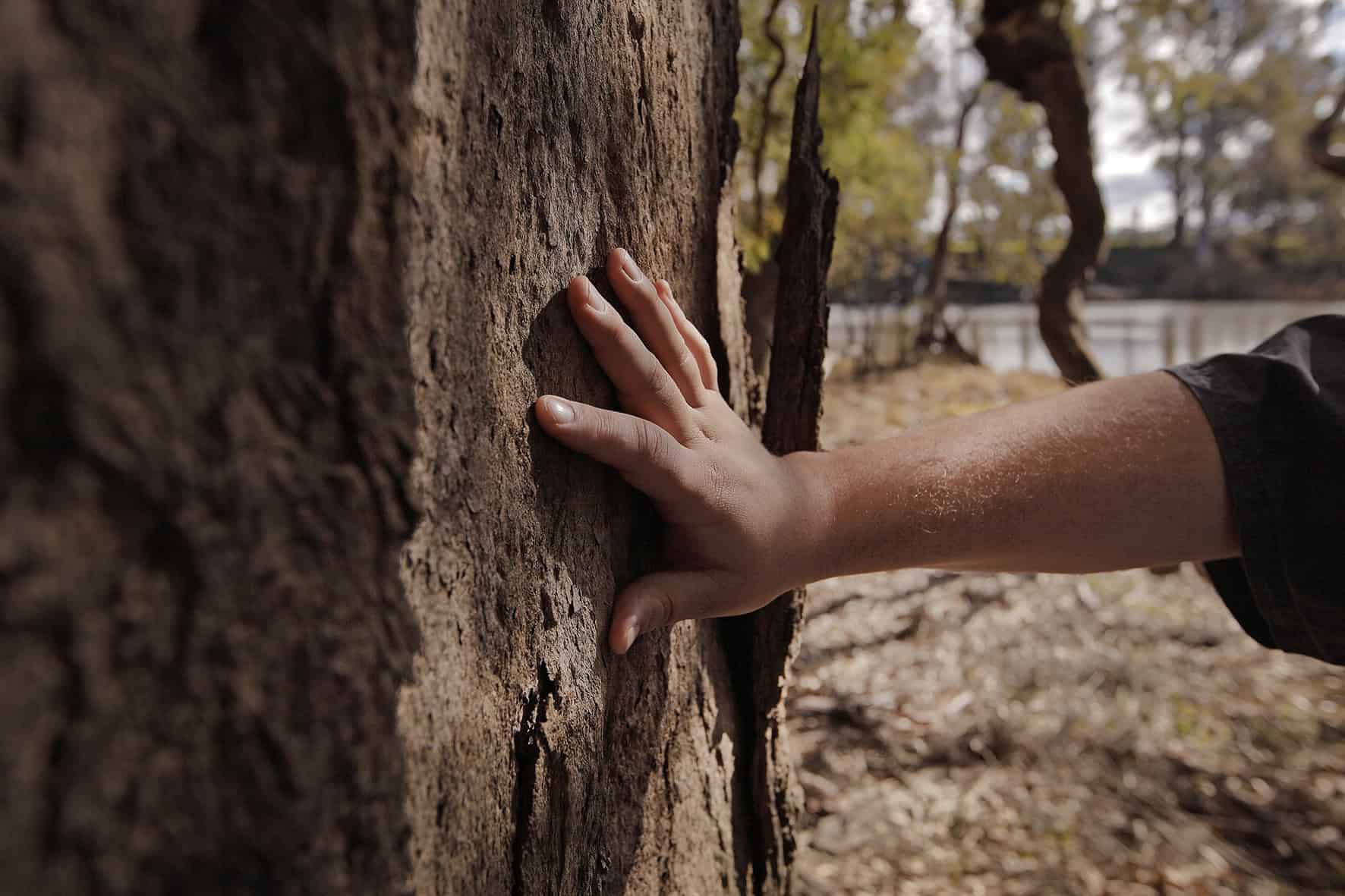 hand touching the tree