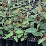 plants from taungurung nursery