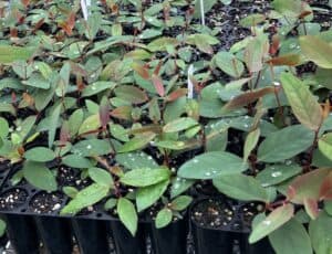 plants from taungurung nursery