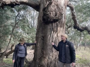 Two people stand on opposite sides of a large, textured tree trunk in a forest; a woman wearing a wide-brimmed hat touches the trunk while a blond man in a dark jacket stands nearby.