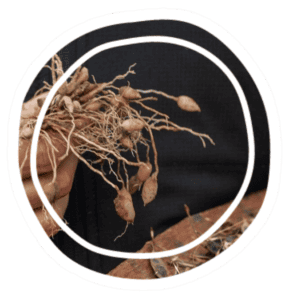 Person's hand holding a bunch of dried plant roots with many thin roots and small tubers on them.