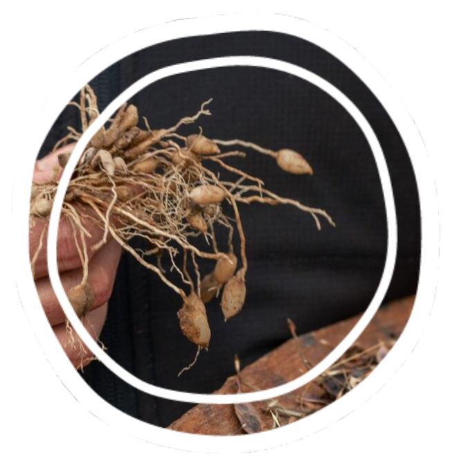 Person's hand holding a bunch of dried plant roots with many thin roots and small tubers on them.