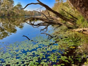 A calm lake edged by trees, with a fallen, arched log stretching over the water and lily pads covering the surface.