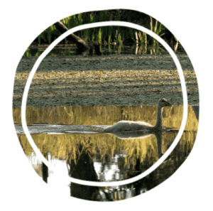 Young swan (cygnet) swimming in a calm pond with reeds along the edge and its reflection in the water
