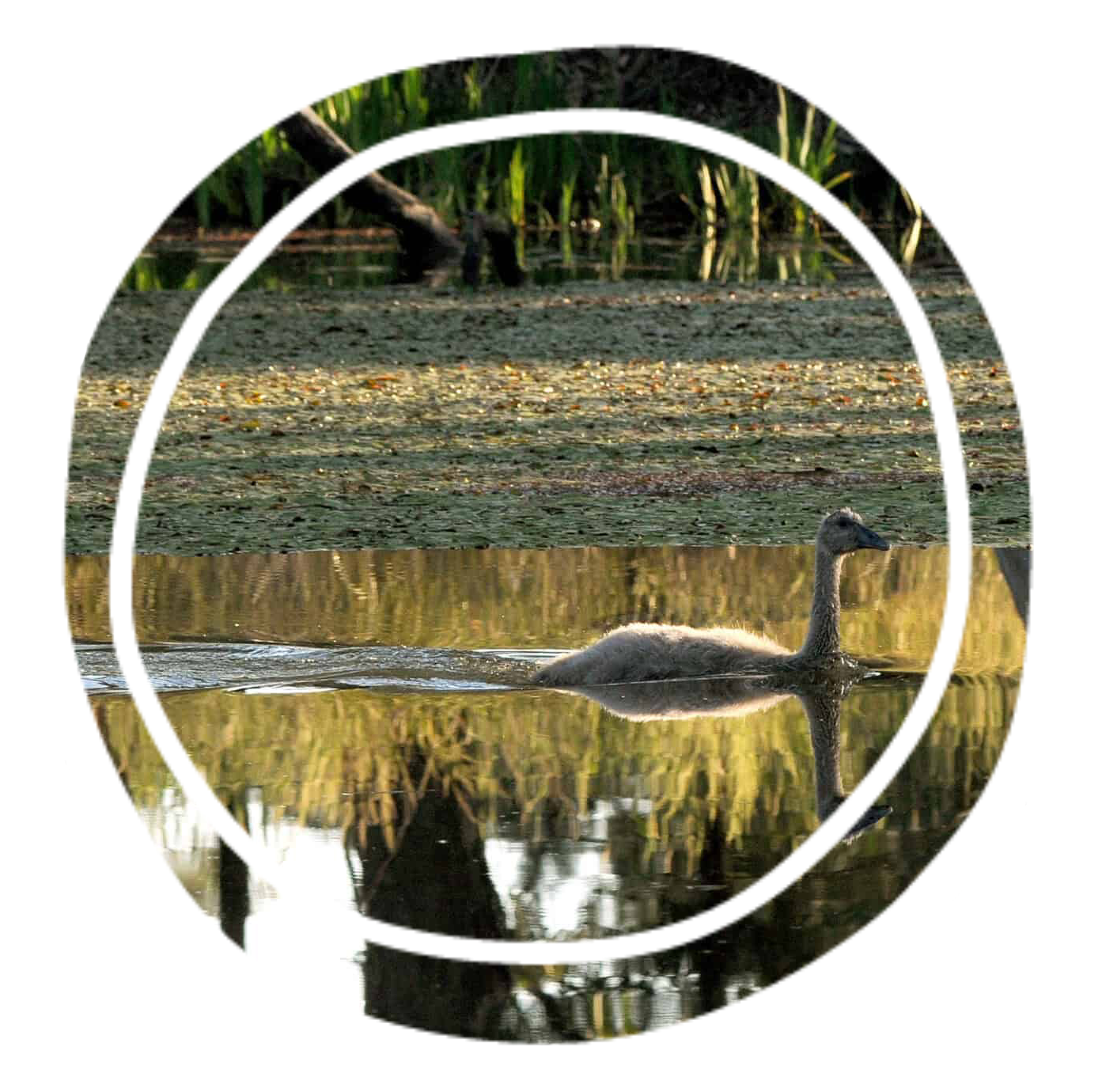 Young swan (cygnet) swimming in a calm pond with reeds along the edge and its reflection in the water