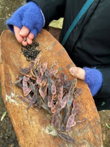 Person in blue gloves sprinkles small black seeds onto a weathered wooden board, beside clusters of purple seed pods for planting.