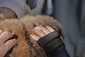 Two hands cradle and stroke a fluffy brown animal, focusing on the thick fur and gentle contact.